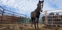 photo of a black horse, with other horses in a corral in the background