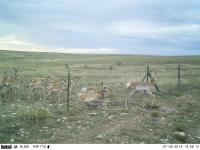 Pronghorn utilizing a pronghorn pass that was installed in 2013.