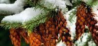 Snow on branches with pine needles. 