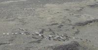 Wild horses running through the Owyhee Complex