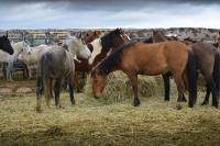 Horses standing in a pen