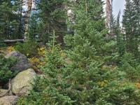 Christmas tree permits available online beginning Nov. 15 