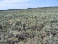 Sagebrush landscape