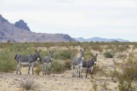 Burros standing on the range. 