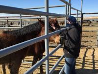 A visitor to the BLM Boise Wild Horse Corral viewing wild horses.