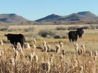 Black cattle graze on blond grasses with seed heads in the foreground along a fenceline, and mountains in the distance.