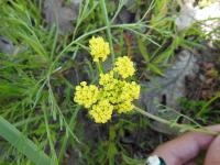 Small yellow flower