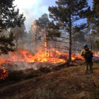 Firefighter watching over prescribed fire. Smoke and flames covering the ground.