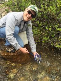 Colorado Cutthroat Trout release in Iowa Gulch