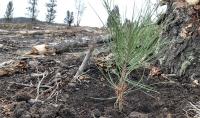 A Ponderosa pine seedling next to a tree. 