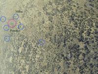 An overhead view of a sage-grouse lek in northwest Colorado