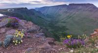 Flowers and a valley