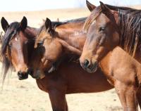 Three horses in a field