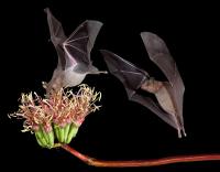 Two bats in flight at night, one with its nose in a flower