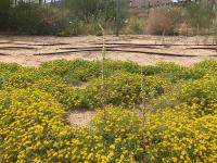 yellow flowers in the desert.