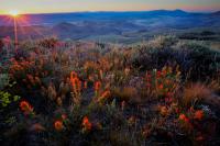 Wildflowers cover the landscape at sunset