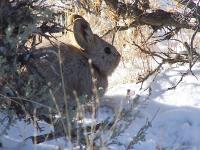 pygmy rabbit in the snow