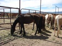 Wild horses at the Axtell Off-Range Corrals in Axtell, Utah. 