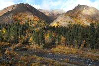 Old growth forest in alaska in mountains along river