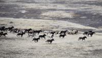 Wild horses running across a desert landscape. 