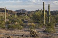 a desert scene showing cactus, including large saguaro, and many other desert plants and mountains in the background