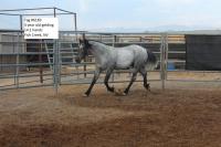Wild horse gathered from Fish Creek HMA available for adoption