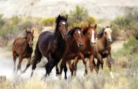 Running horses on a field