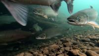 Salmon swimming in a river.