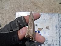 A person holds a pointy tyrannosaur fossil of teeth in their hand. 