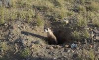 A black-footed ferret sticks its head out of its home, which is a hole in the ground. 