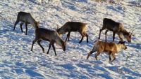 Group of 5 Fortymile caribou foraging for vegetation under the snow near the Steese National Conservation Area.
