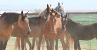 group of wild horses standing in a corral