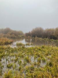 A grassy area with green vegetation and a pool of freshwater from a wetland.