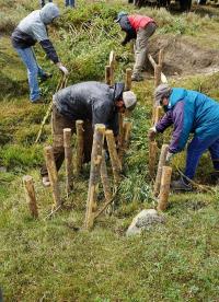 Four people are installing wooden posts in the green grass. 