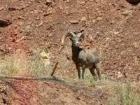 A desert bighorn sheep with large horns looks out over public lands outside of Moab, Utah.