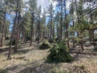Piles of ponderosa brush are gathered for annual removal in the winter months.