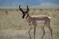 Pronghorn in a field