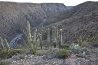 Looking down on a river flowing through a canyon. Many types of plants are in the foreground including large saguaro and spiky ocotillo. 