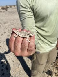 Flat-tailed horned lizard