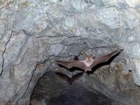 Bats fly out of a gray rock cave entrance. The bat in the foreground is highlighted, with its wings spread and prominent, long ears sticking up