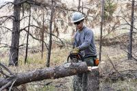 A man uses a chainsaw to cut a downed tree in the woods.