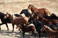 Photo of wild horses on the BLM’s Sands Basin Herd Management Area in Owyhee County, Idaho.