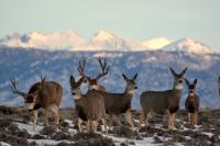 Mule deer move along ridge, snowy peaks are visible in the distance.