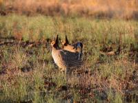 A lesser prairie chicken in New Mexico.