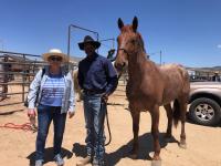 2.	The second highest bid horse of $9,000 was for “Colonel Leon”, a 6-year-old, Strawberry Road Gelding from the Sheephead-Heath HMA located in Oregon