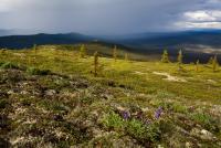 Purple lupine wildflowers bloom near treeline. Spruce forests fill the valley below. Dark, grey rain clouds fill the sky and shower the hillsides in the distance.  