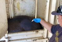 A horse in a chute receiving injection from syringe 