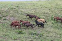 wild horses within the Hardtrigger HMA_Idaho