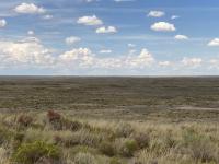 An open grassland sits below a cloud-dotted sky