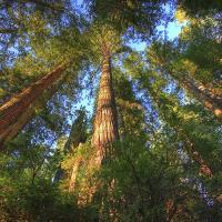 Tall trees tower in a cluster